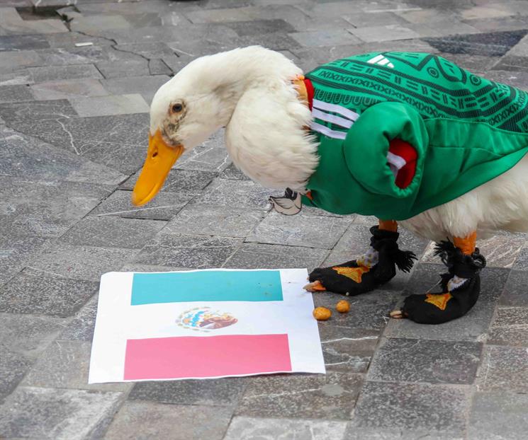 De Corea hasta Turquía; así de vive la euforia por el Pato Merlín De Corea hasta Turquía; así de vive la euforia por el Pato Merlín