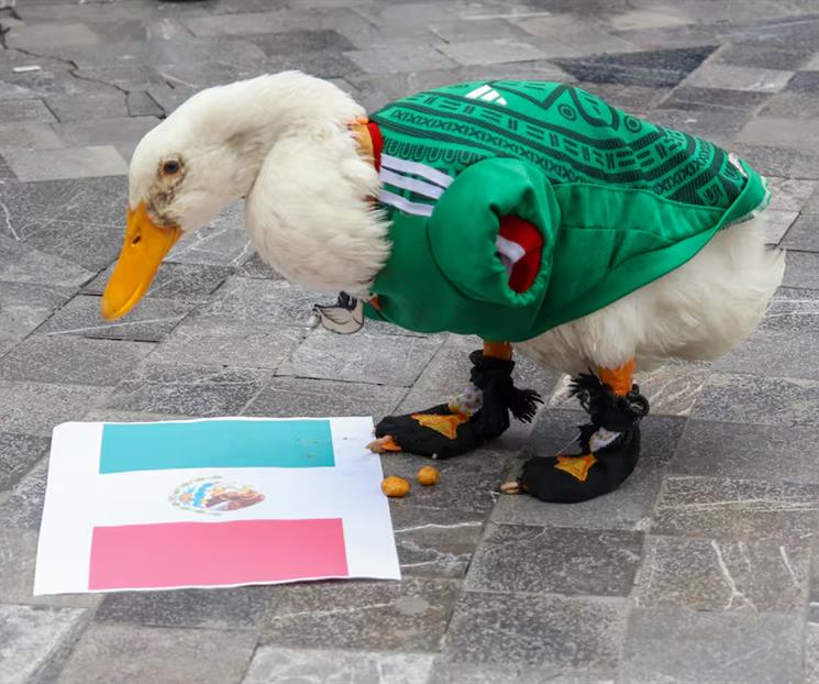 Invita Sheinbaum al pato "Merlín" a la mañanera Invita Sheinbaum al pato "Merlín" a la mañanera
