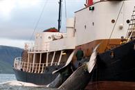 Reanuda Islandia la caza de ballenas tras dos a&ntilde;os de par&oacute;n