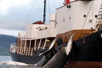 Reanuda Islandia la caza de ballenas tras dos a&ntilde;os de par&oacute;n