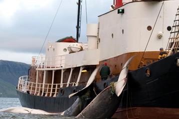 Reanuda Islandia la caza de ballenas tras dos a&ntilde;os de par&oacute;n