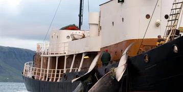 Reanuda Islandia la caza de ballenas tras dos años de parón Reanuda Islandia la caza de ballenas tras dos años de parón