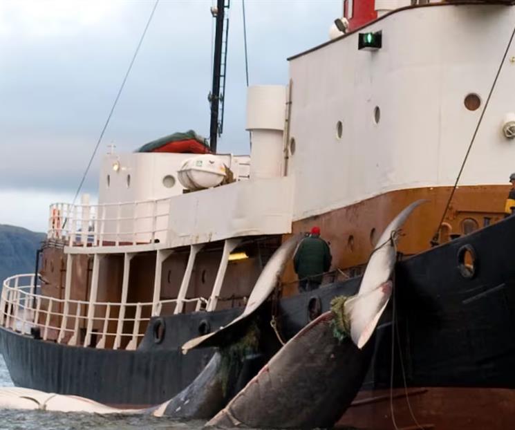 Reanuda Islandia la caza de ballenas tras dos a&ntilde;os de par&oacute;n