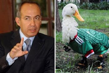Critica Calder&oacute;n a FIFA por nombrar embajador al pato "Merl&iacute;n"