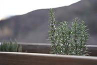 Cinco plantas que ayudan a ahuyentar las cucarachas Cinco plantas que ayudan a ahuyentar las cucarachas