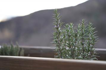 Cinco plantas que ayudan a ahuyentar las cucarachas