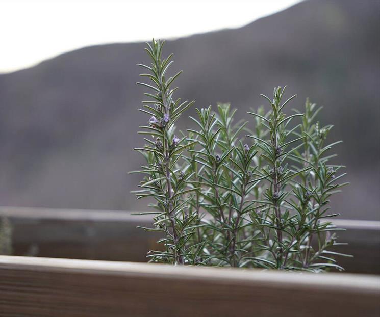 Cinco plantas que ayudan a ahuyentar las cucarachas