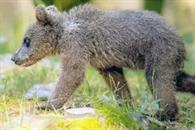 Fallece osa Mina por enfermedad cardiaca