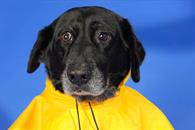 &iquest;C&oacute;mo proteger la salud de tu mascota en temporada de lluvias?