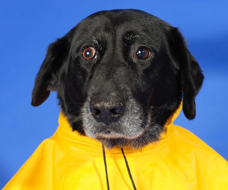 &iquest;C&oacute;mo proteger la salud de tu mascota en temporada de lluvias?