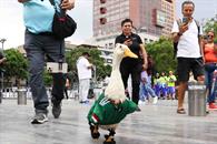 Pato Merl&iacute;n: as&iacute; han sido sus nuevas aventuras tras el &eacute;xito