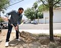 Plantan en SP 12 enormes encinos