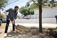 Plantan en SP 12 enormes encinos
