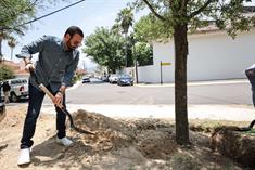 Plantan en SP 12 enormes encinos