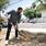 Plantan en SP 12 enormes encinos