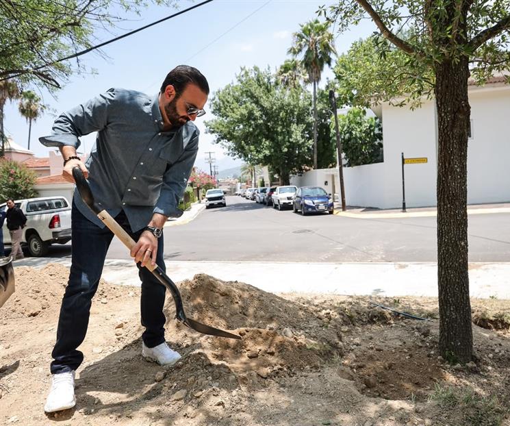 Plantan en SP 12 enormes encinos