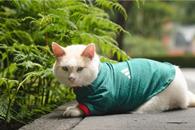 Gato de Palacio Nacional se pone la verde para apoyar a M&eacute;xico