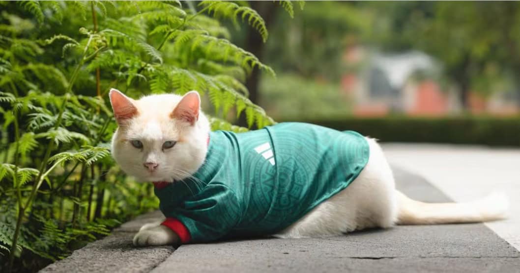 Gato de Palacio Nacional se pone la verde para apoyar a M&eacute;xico