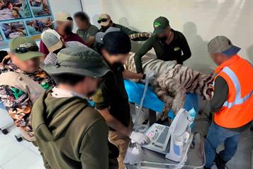 Profepa rechaza contradicciones en muerte de tigre de bengala