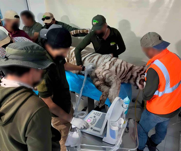 Profepa rechaza contradicciones en muerte de tigre de bengala