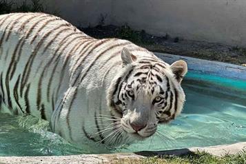 Clausura Profepa centro tras fuga de tigre de bengala