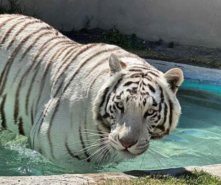 Clausura Profepa centro tras fuga de tigre de bengala