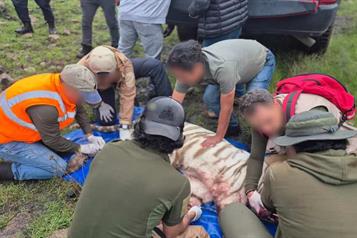 Profepa rechaza contradicciones en muerte de tigre de bengala
