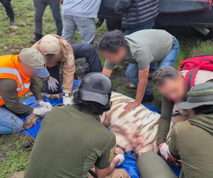 Profepa rechaza contradicciones en muerte de tigre de bengala Profepa rechaza contradicciones en muerte de tigre de bengala