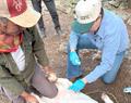 Avanzan casos de gusano barrenador; atienden 19 en Montemorelos