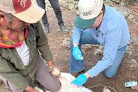 Avanzan casos de gusano barrenador; atienden 19 en Montemorelos