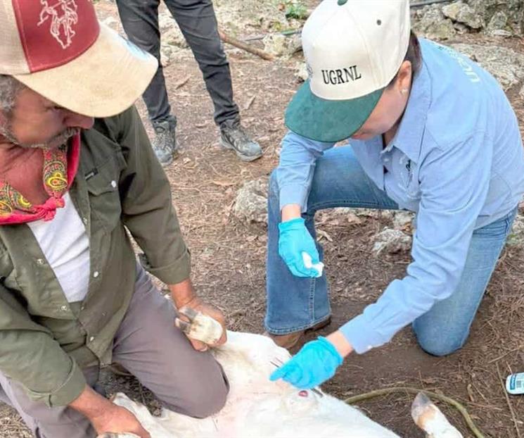 Avanzan casos de gusano barrenador; atienden 19 en Montemorelos