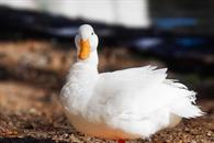 Cuidados y medidas a considerar antes de adoptar un pato