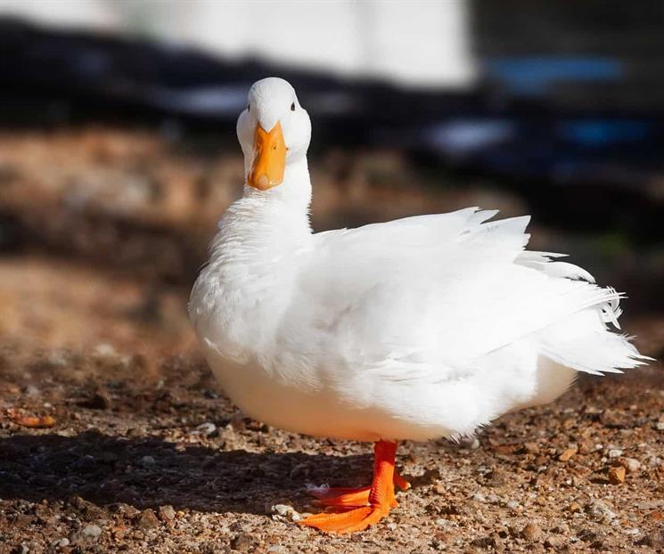 Cuidados y medidas a considerar antes de adoptar un pato Cuidados y medidas a considerar antes de adoptar un pato