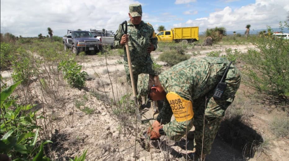 Inician militares y autoridades la plantación de 2 mil 500 árboles Inician militares y autoridades la plantación de 2 mil 500 árboles