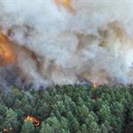 Arrasa un incendio el bosque de Fontainebleau, Francia