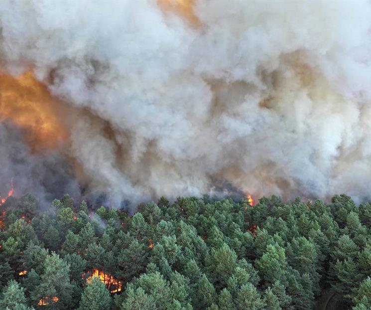 Arrasa un incendio el bosque de Fontainebleau, Francia Arrasa un incendio el bosque de Fontainebleau, Francia