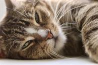 &iquest;Por qu&eacute; son importantes los bigotes de tu gato y c&oacute;mo cuidarlos?