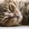 &iquest;Por qu&eacute; son importantes los bigotes de tu gato y c&oacute;mo cuidarlos?