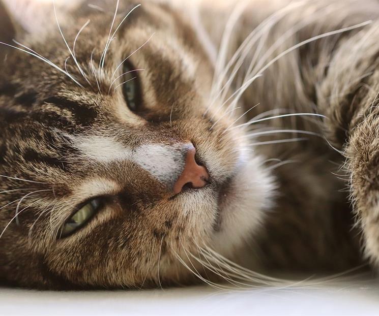 &iquest;Por qu&eacute; son importantes los bigotes de tu gato y c&oacute;mo cuidarlos?