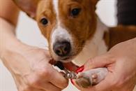 Cinco claves para cortarle las u&ntilde;as a tu mascota de forma segura