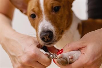 Cinco claves para cortarle las u&ntilde;as a tu mascota de forma segura