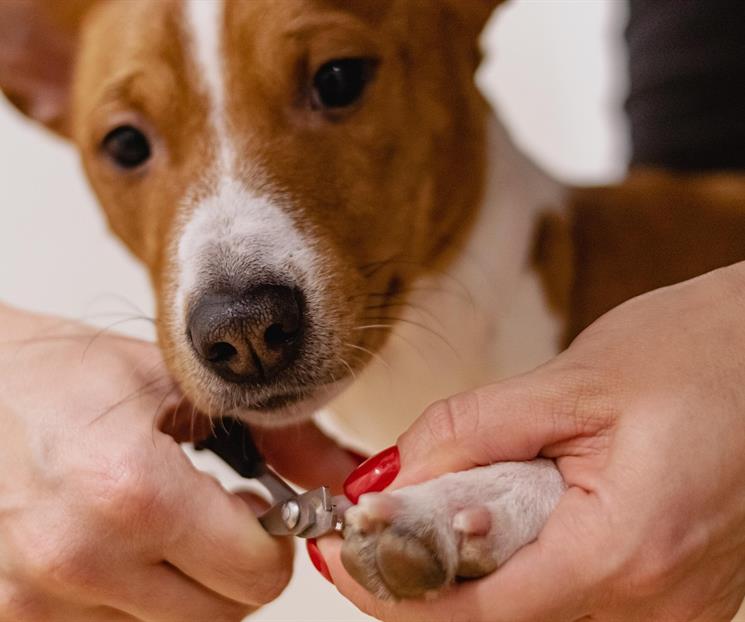 Cinco claves para cortarle las u&ntilde;as a tu mascota de forma segura