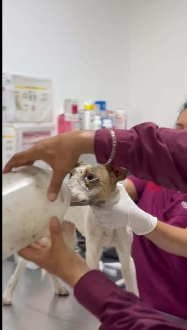 Luego de pasar varias horas con su cabeza atrapada en un bote, una perrita en abandono fue auxiliada por personal de Protecci&oacute;n y Bienestar Animal de Escobedo.