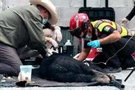 Atropellan a oso en la Carretera Nacional