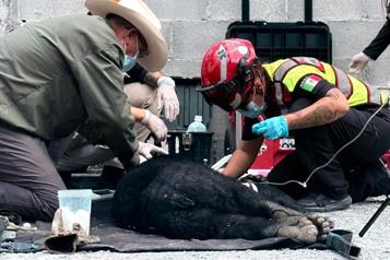 Atropellan a oso en la Carretera Nacional