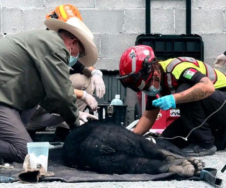 Atropellan a oso en la Carretera Nacional