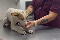 Rescatan a perrita atrapada