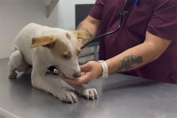 Rescatan a perrita atrapada