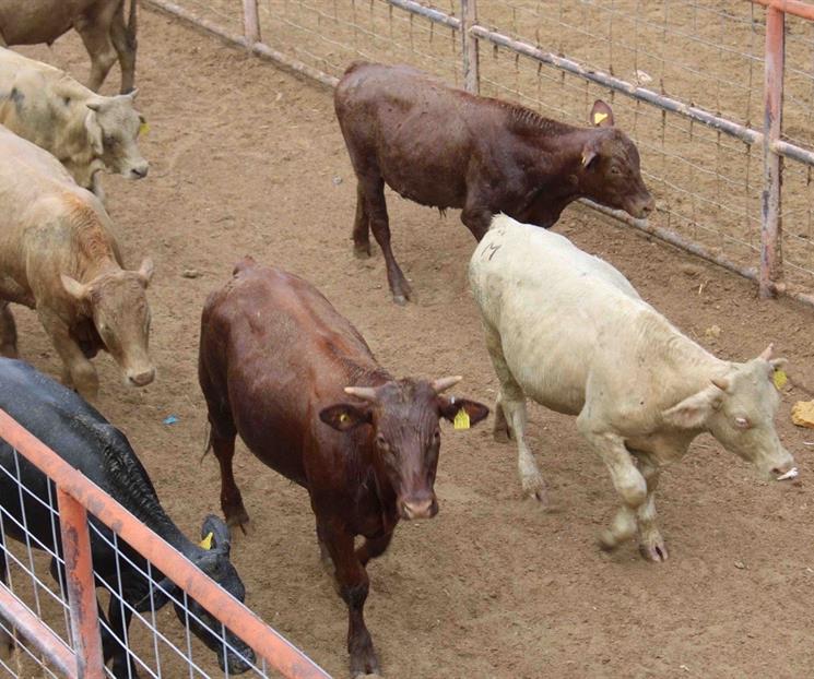 Cierre de la frontera con EU presiona al sector ganadero