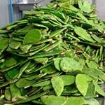 UNAM desarrolla fertilizante con residuos de nopal